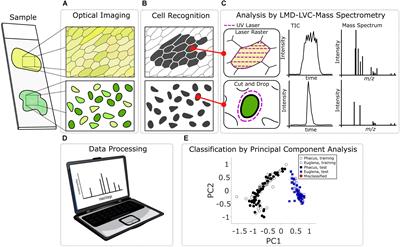 Automated Optically Guided System for Chemical Analysis of Single Plant and Algae Cells Using Laser Microdissection/Liquid Vortex Capture/Mass Spectrometry